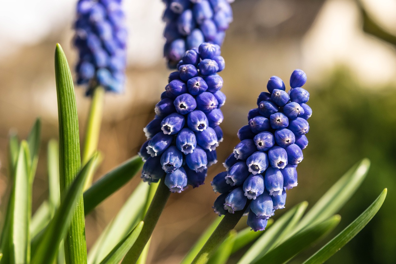 spring flower hyacinth free photo