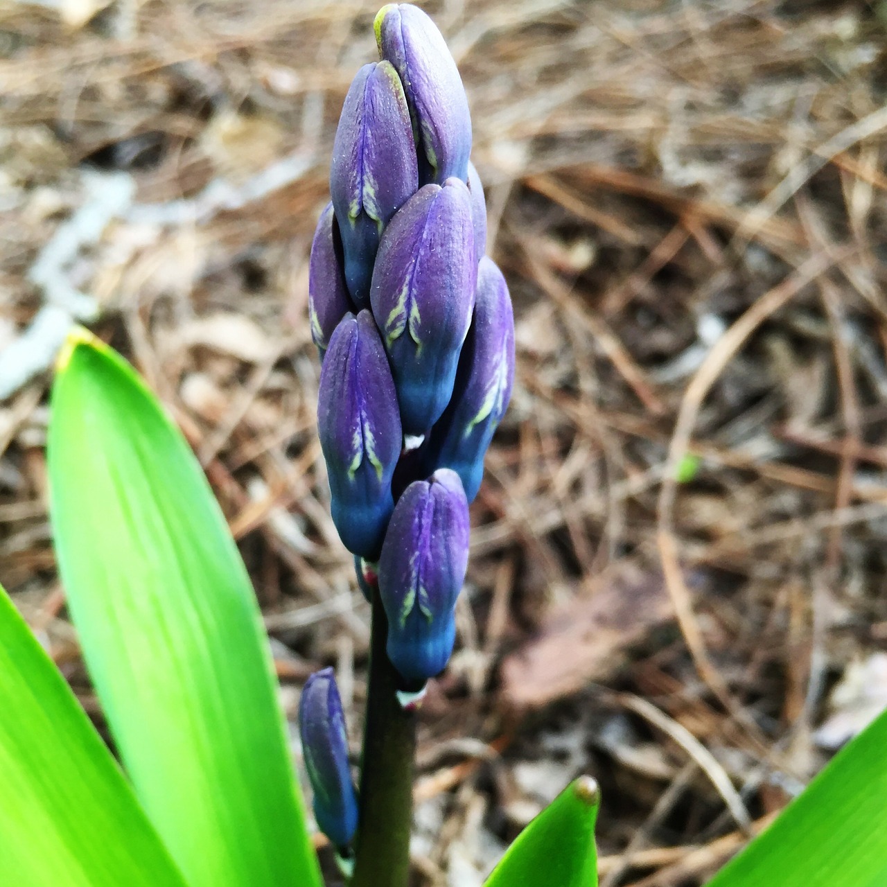 spring flower hyacinth free photo