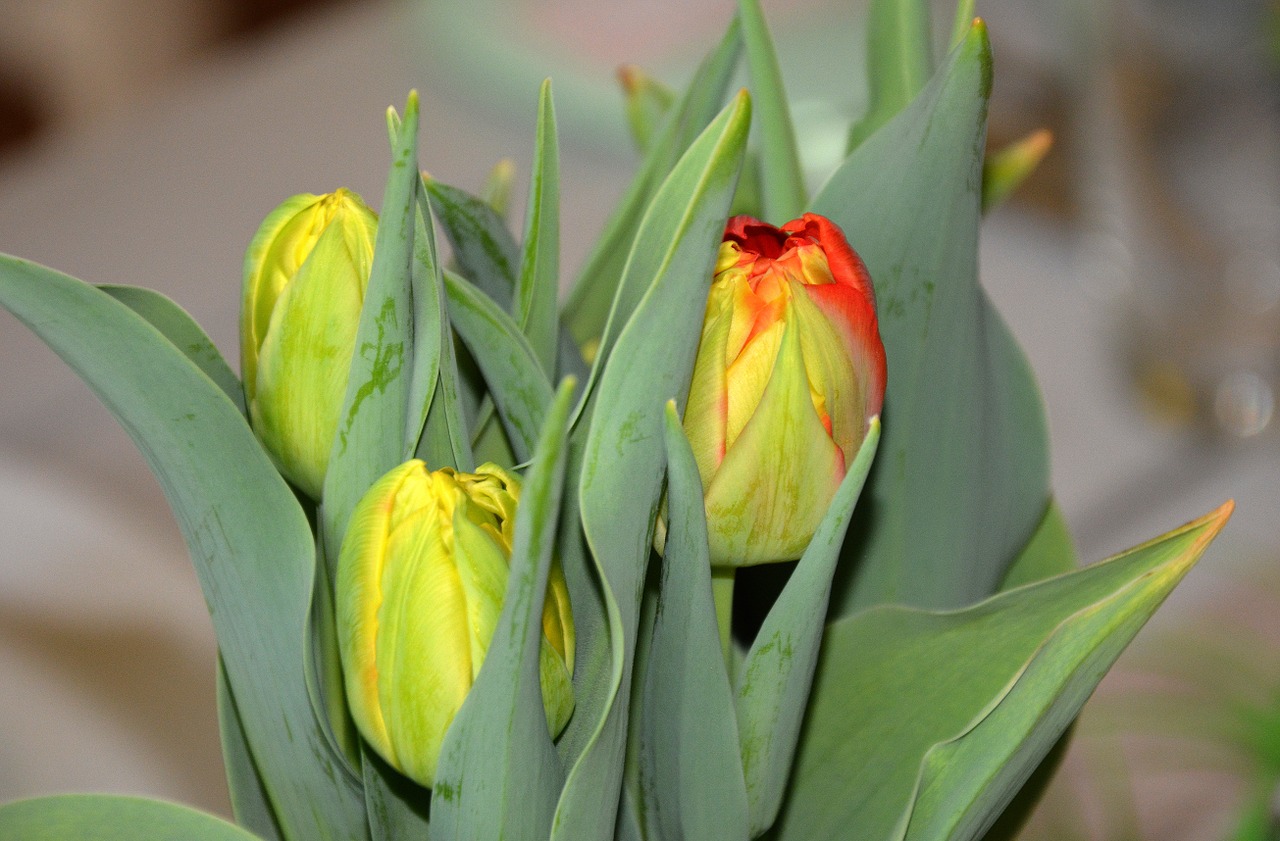 spring time of year tulips free photo