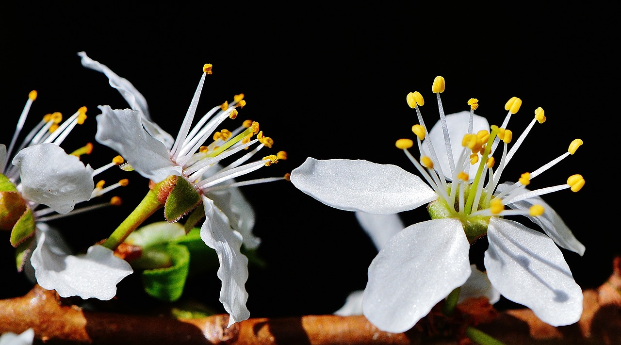 spring blossom bloom free photo