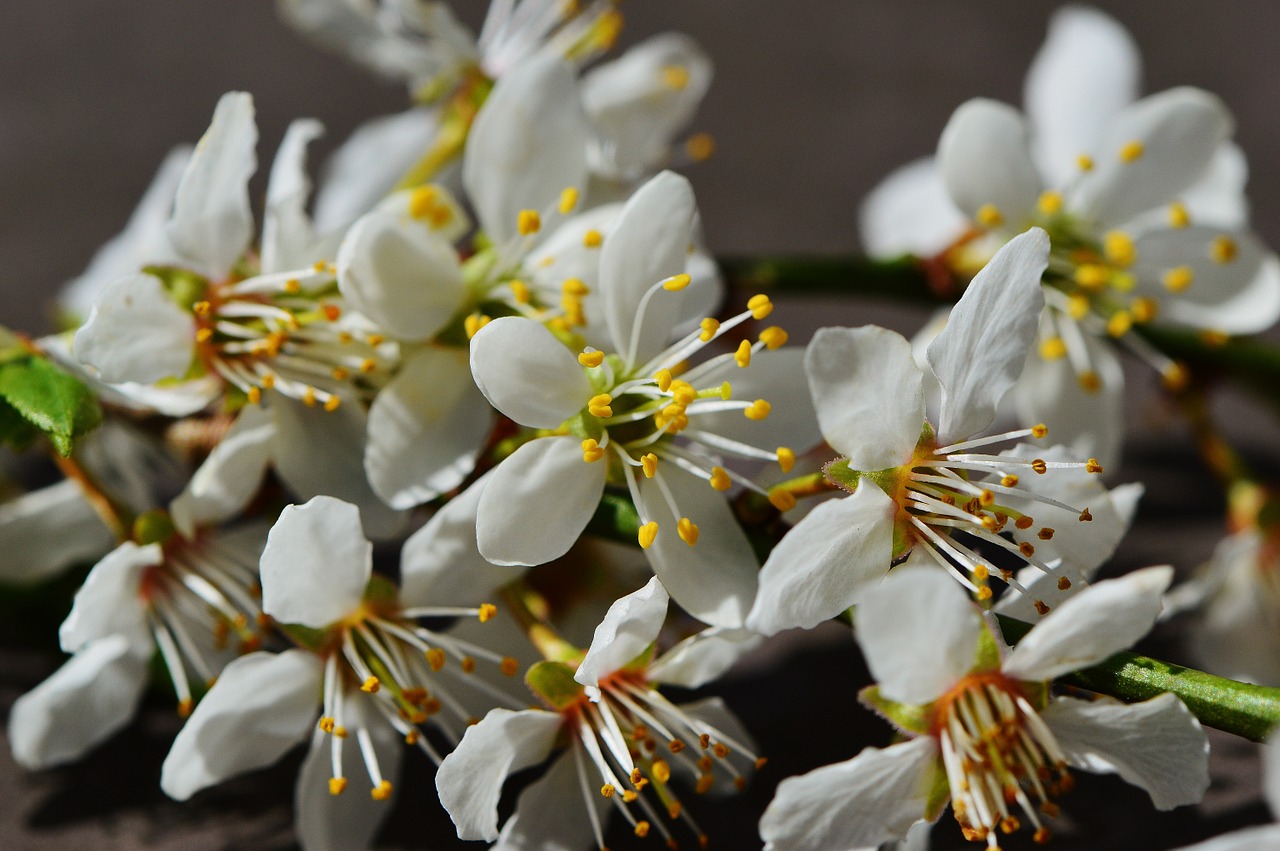 spring blossom bloom free photo