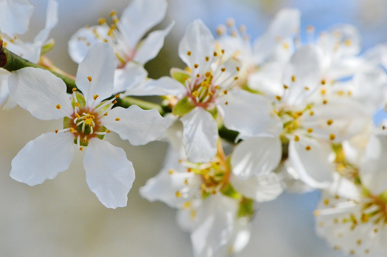 spring blossom bloom free photo