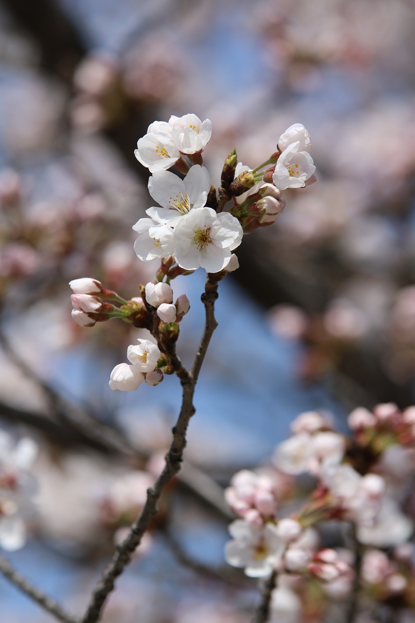 spring nature spring flowers free photo