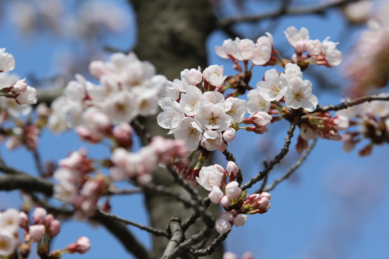 spring nature spring flowers free photo