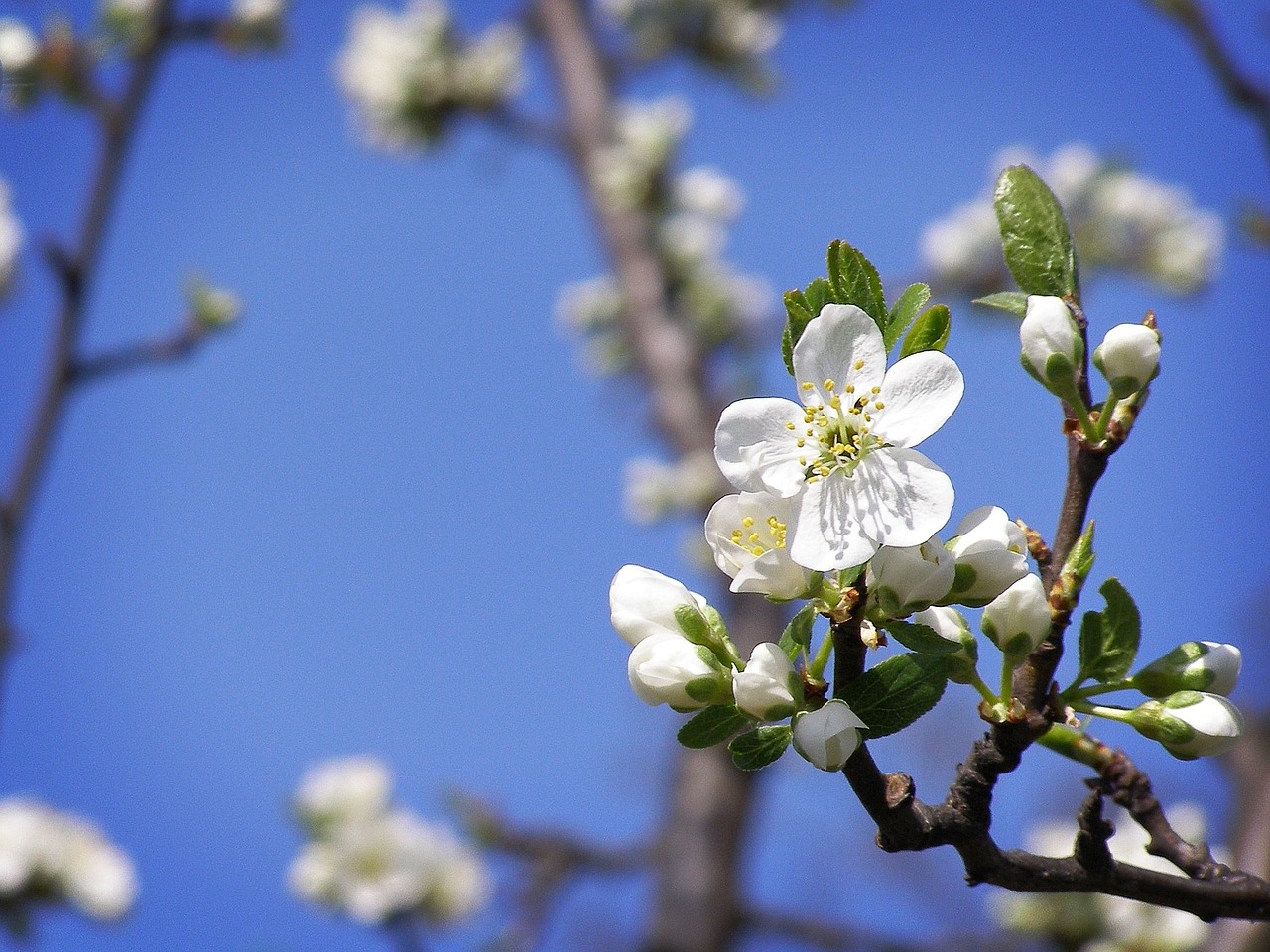 spring flower pollen free photo