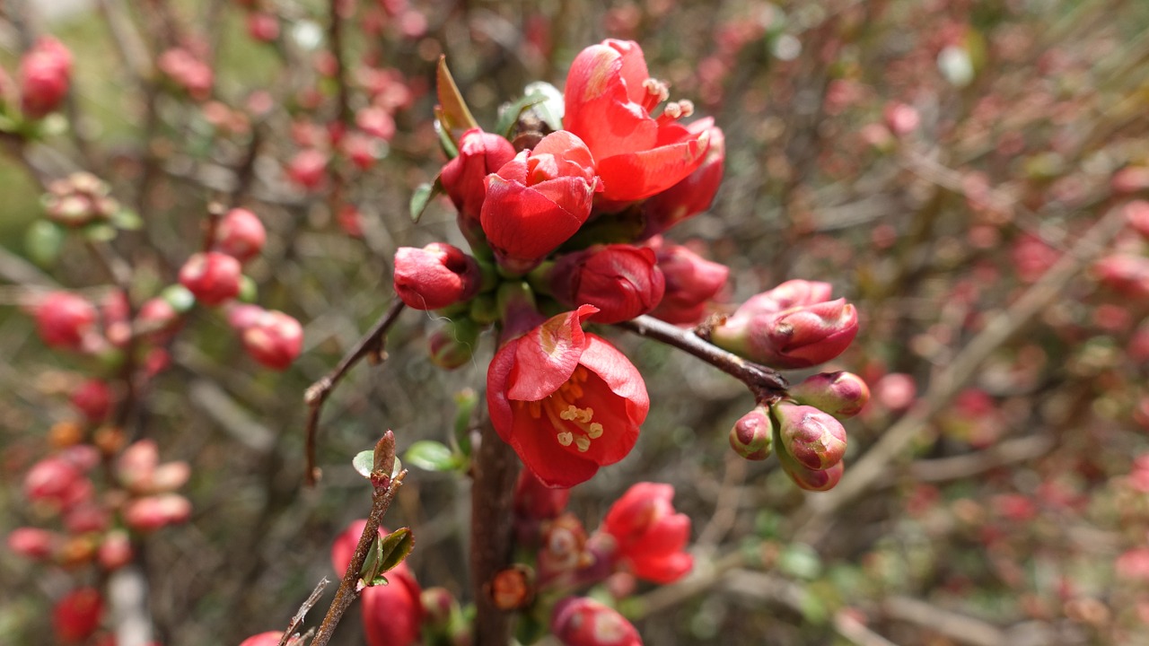 spring summer flower free photo