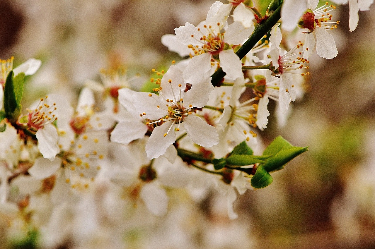 spring blossom bloom free photo