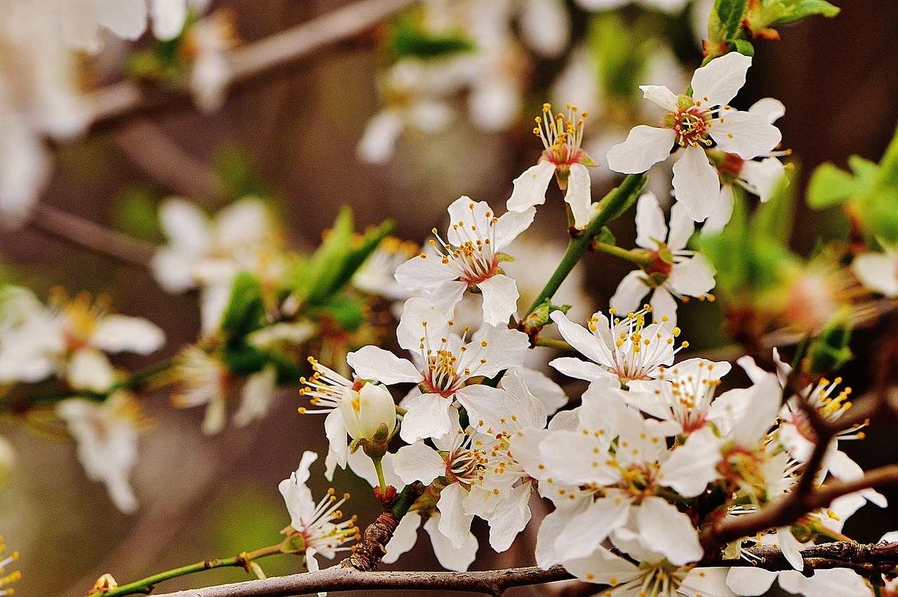 spring blossom bloom free photo