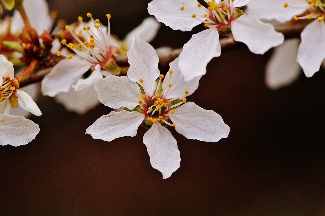 spring blossom bloom free photo