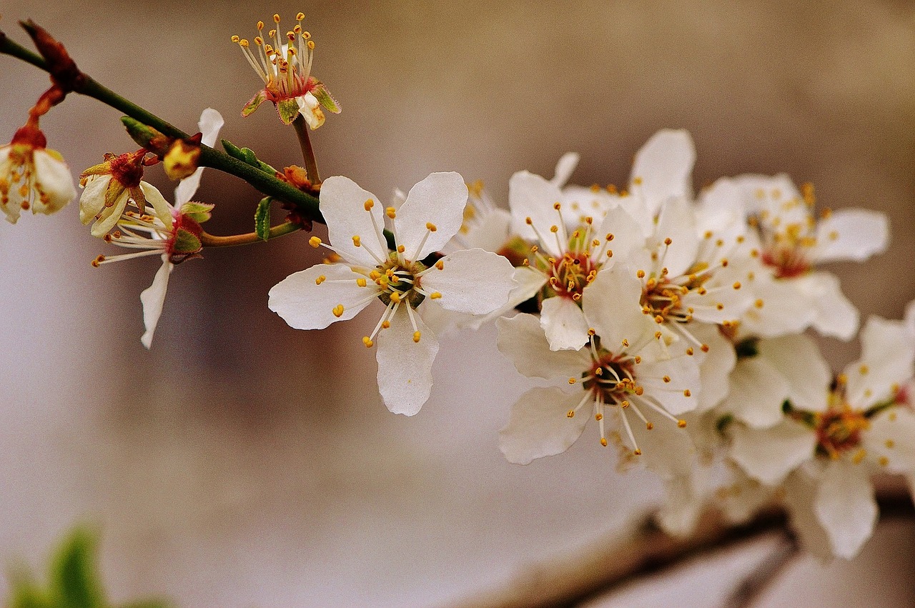 spring blossom bloom free photo