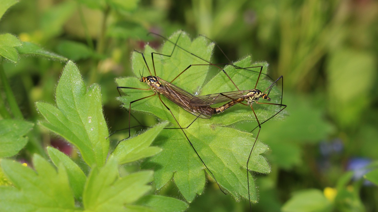 spring coupling mosquitoes free photo