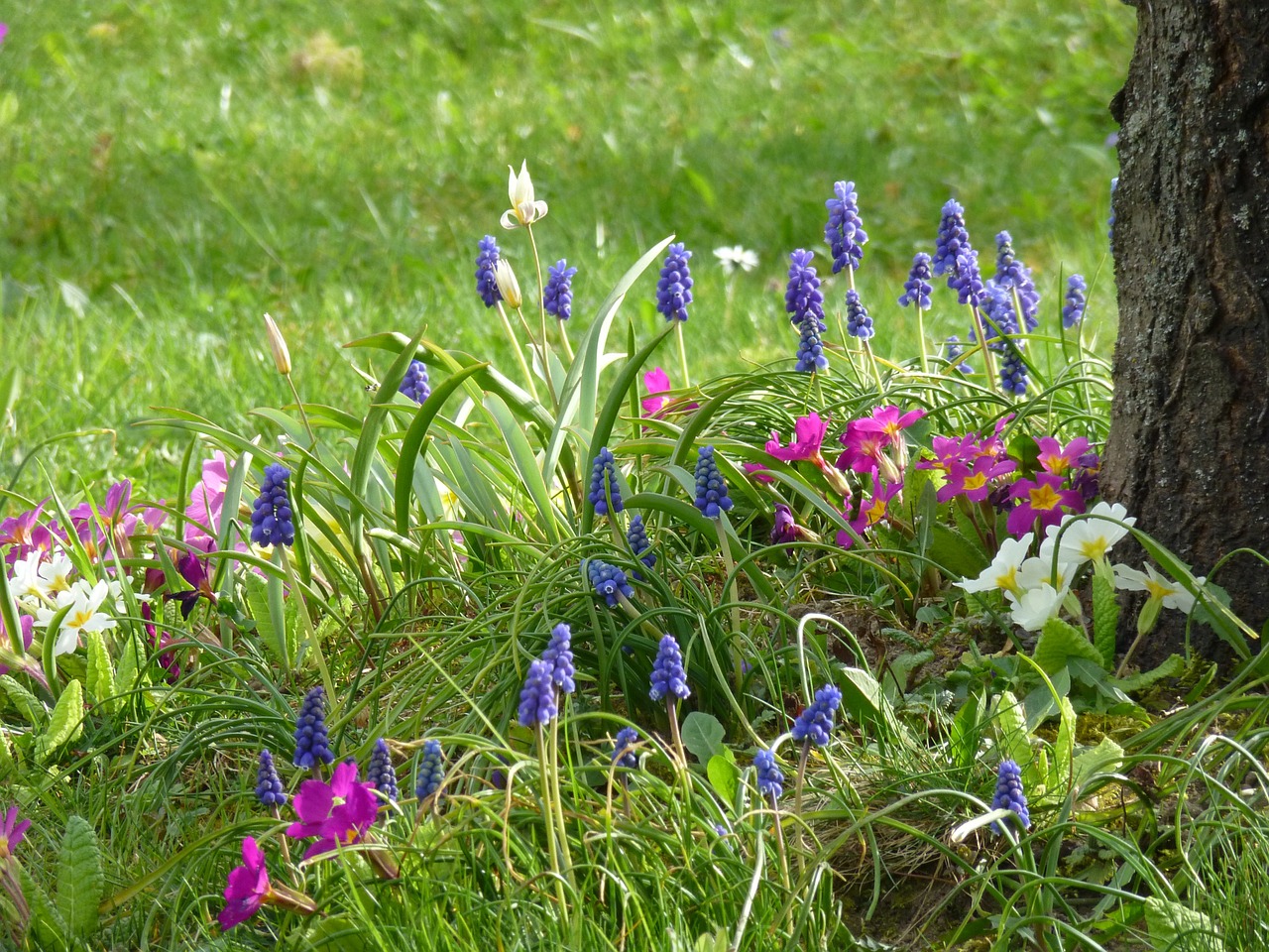 spring flower meadow farmer boy free photo