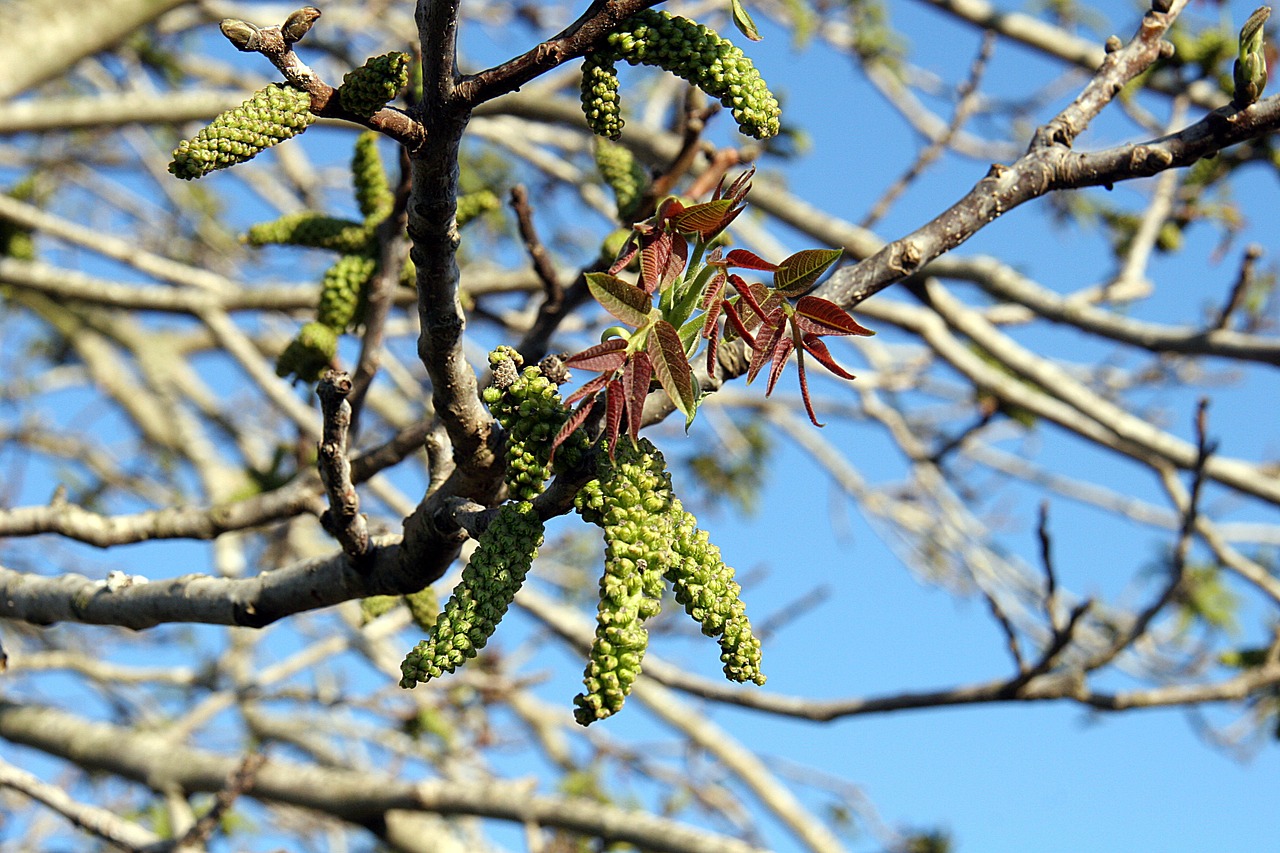 spring flowering branches free photo