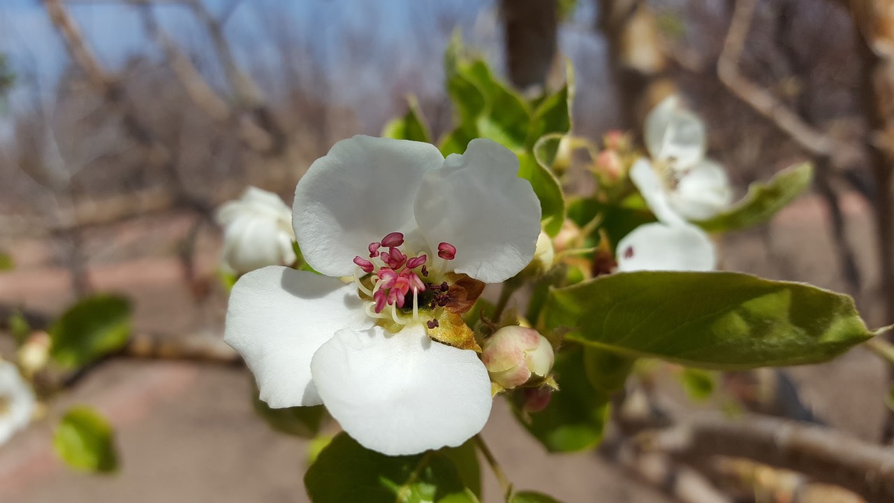 spring tree flower free photo