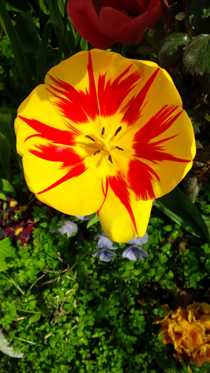 spring flowers bloom free photo