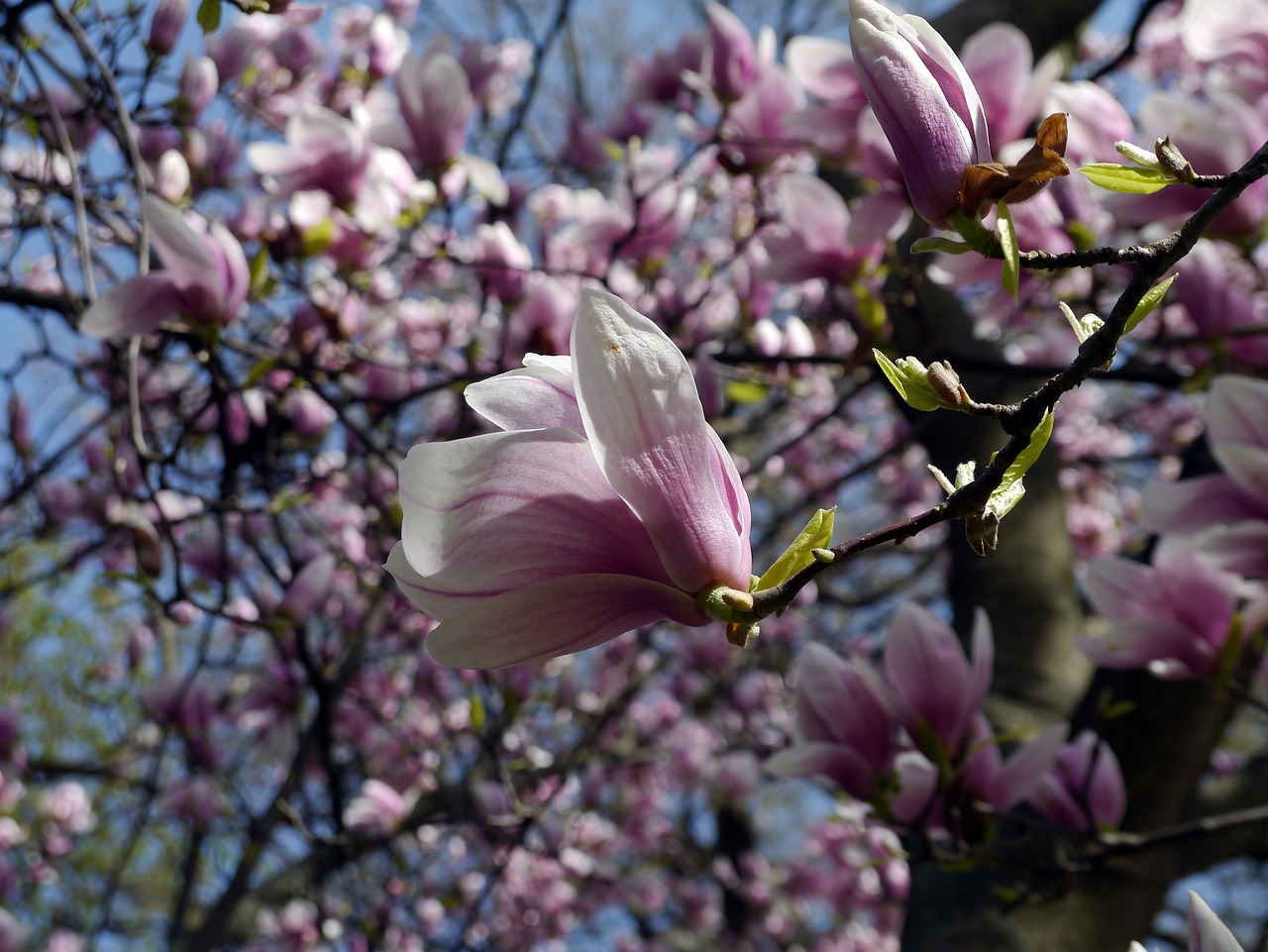 spring bloom margaret island free photo