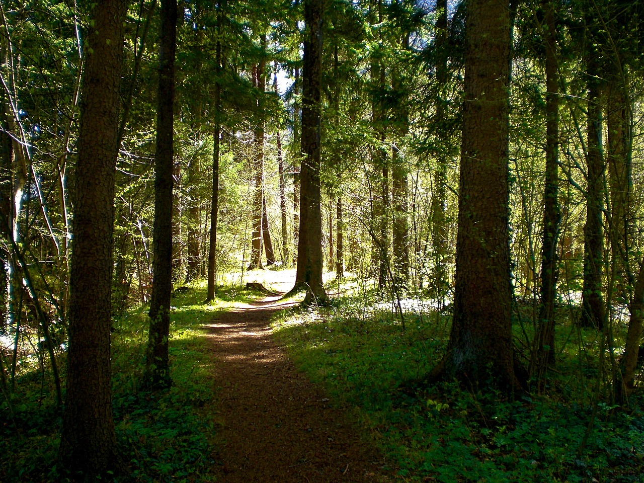 spring forest nature free photo