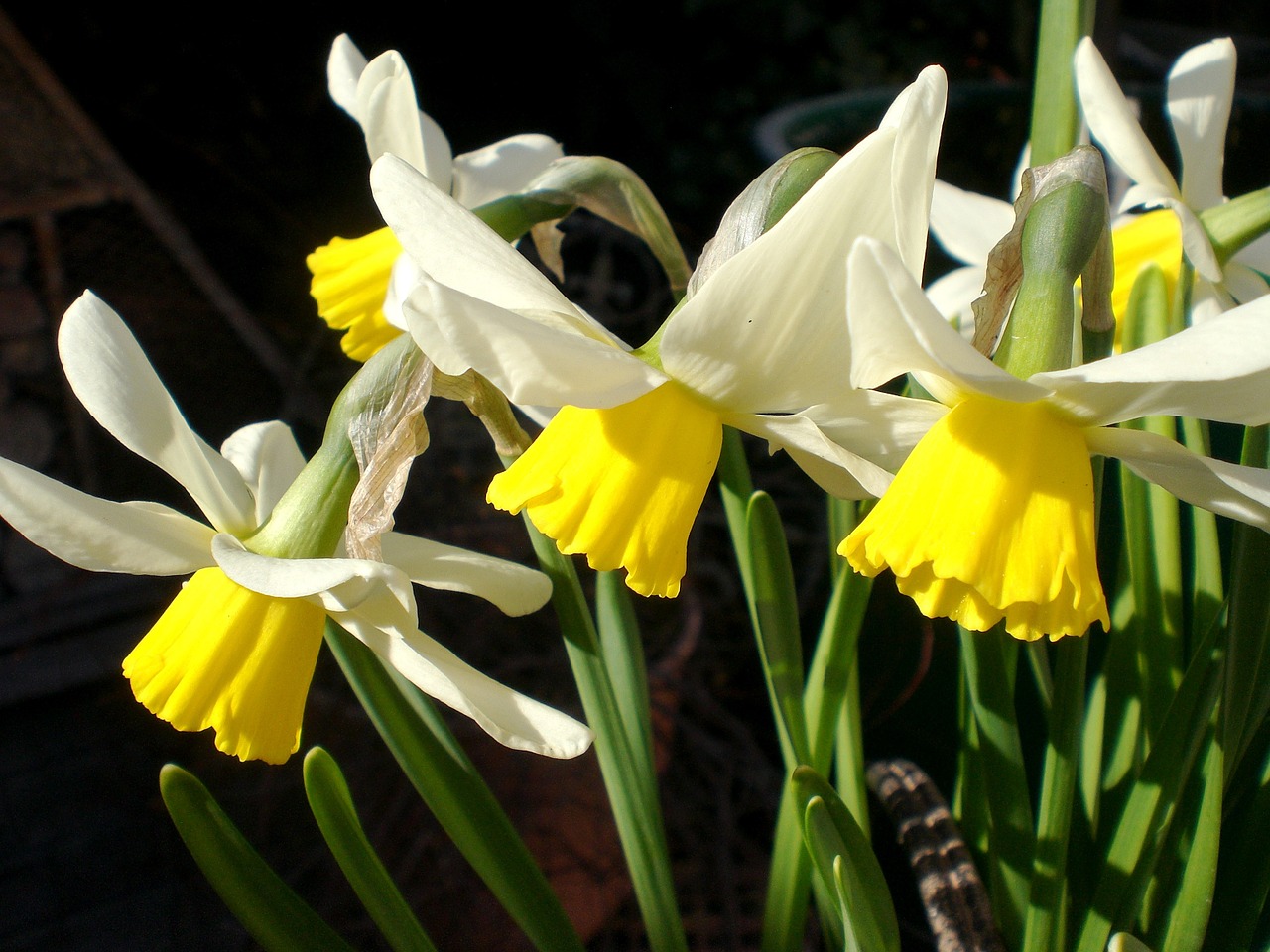 spring narcissus yellow free photo