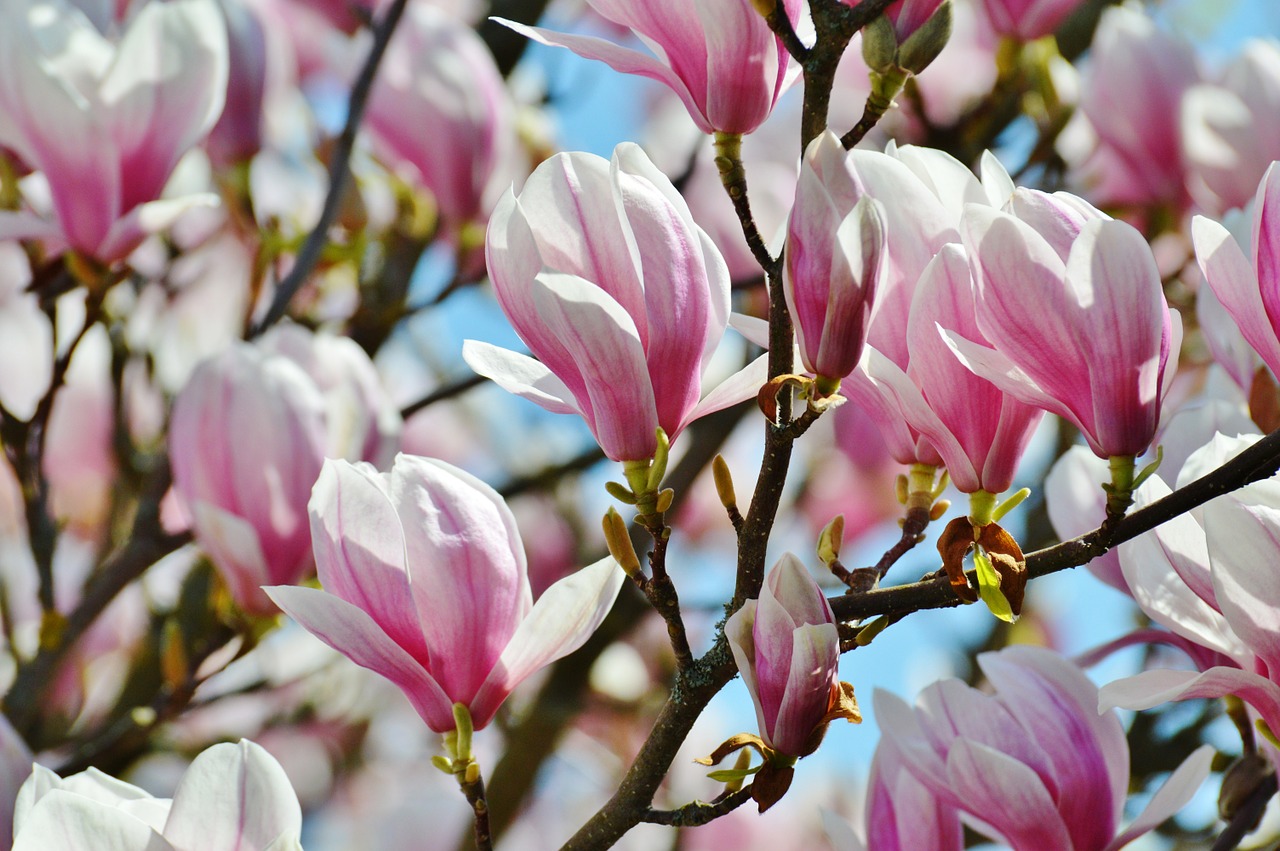 magnolia spring flowers free photo