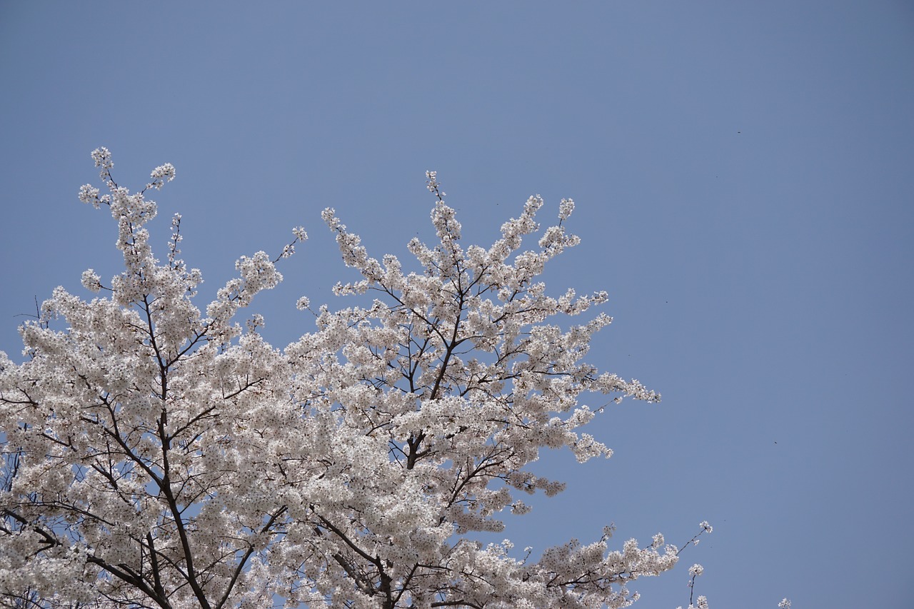 spring cherry blossom cherry tree free photo