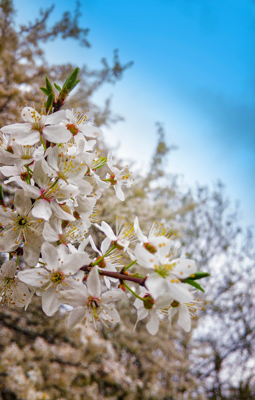 spring tree flowers free photo