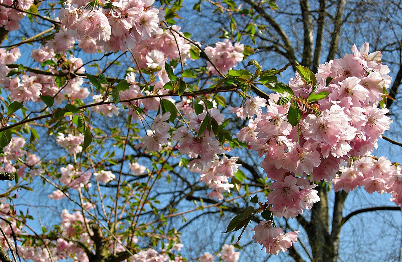 spring cherry blossoms tree free photo