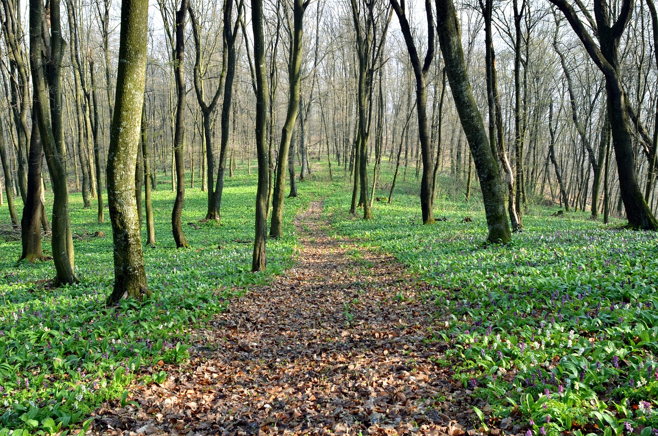 spring forest trees free photo