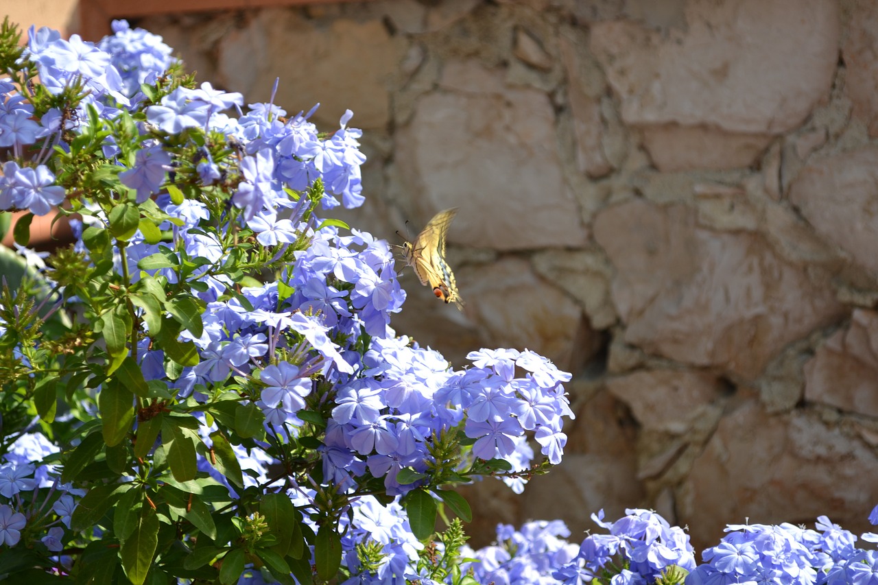 spring butterfly nature free photo