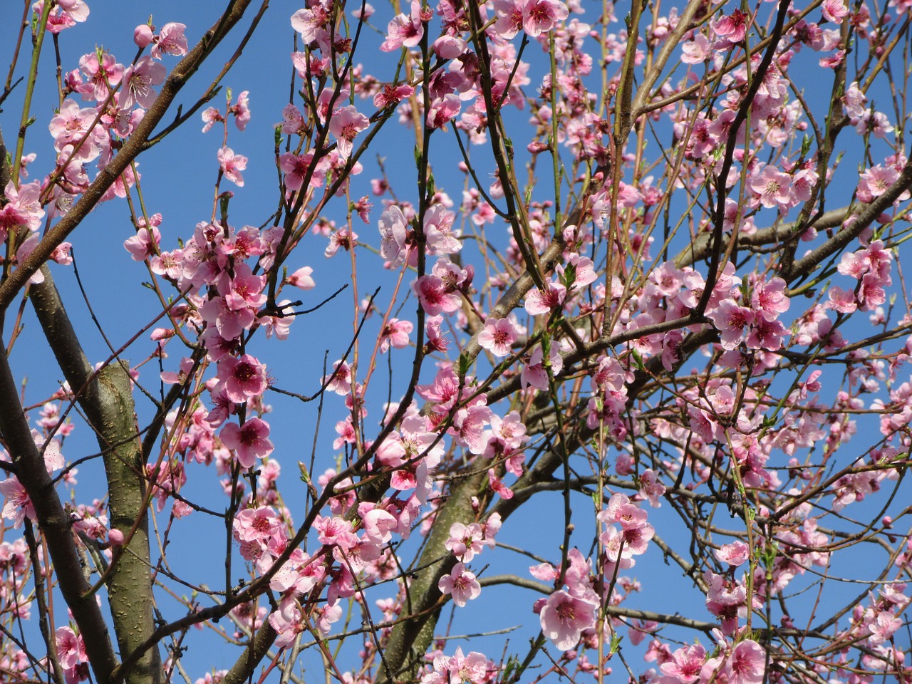 spring flower tree free photo
