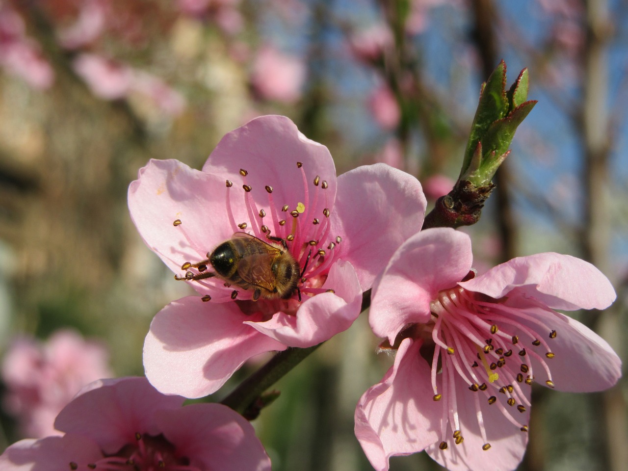 spring flower tree free photo