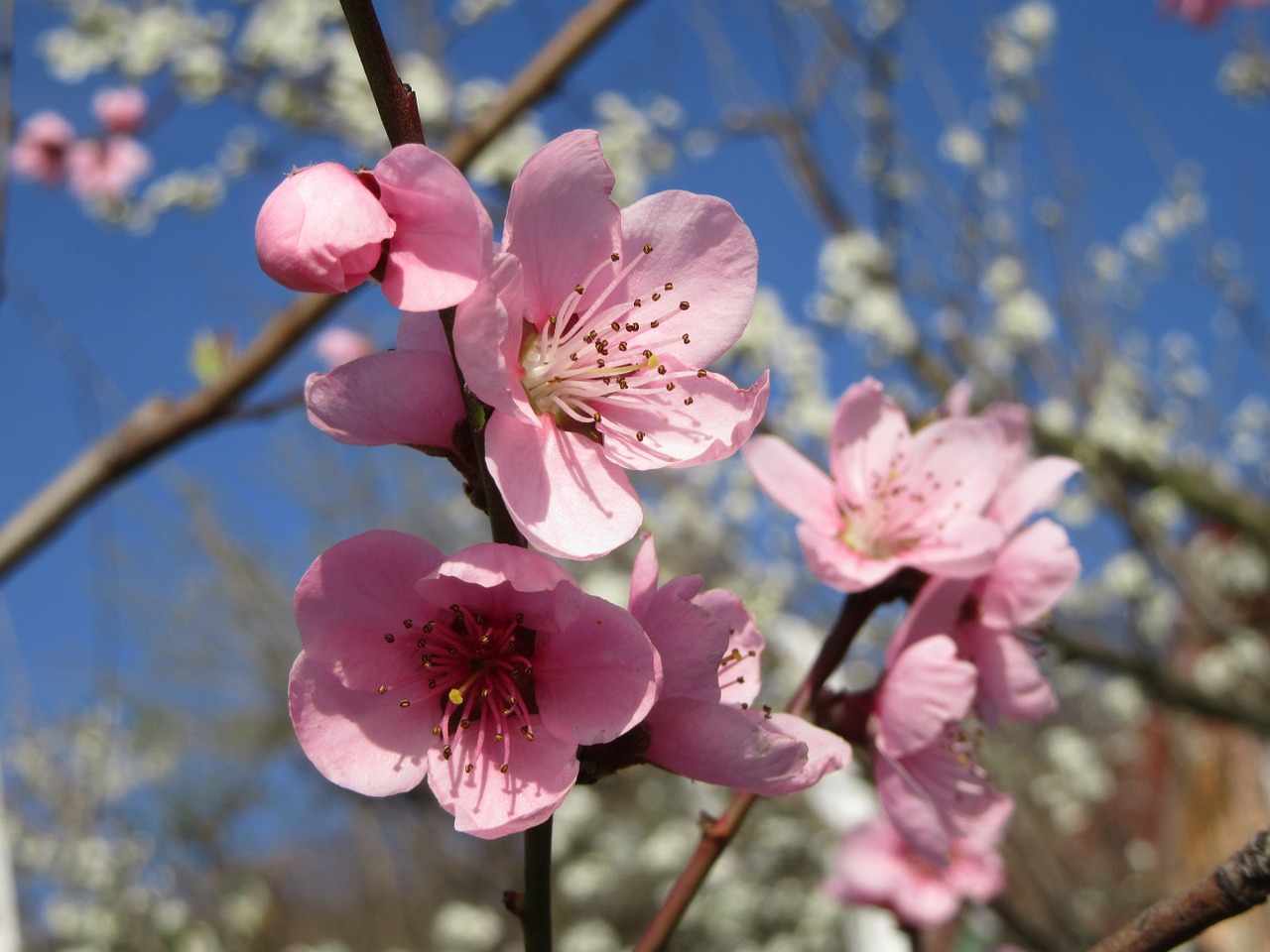 spring flower tree free photo