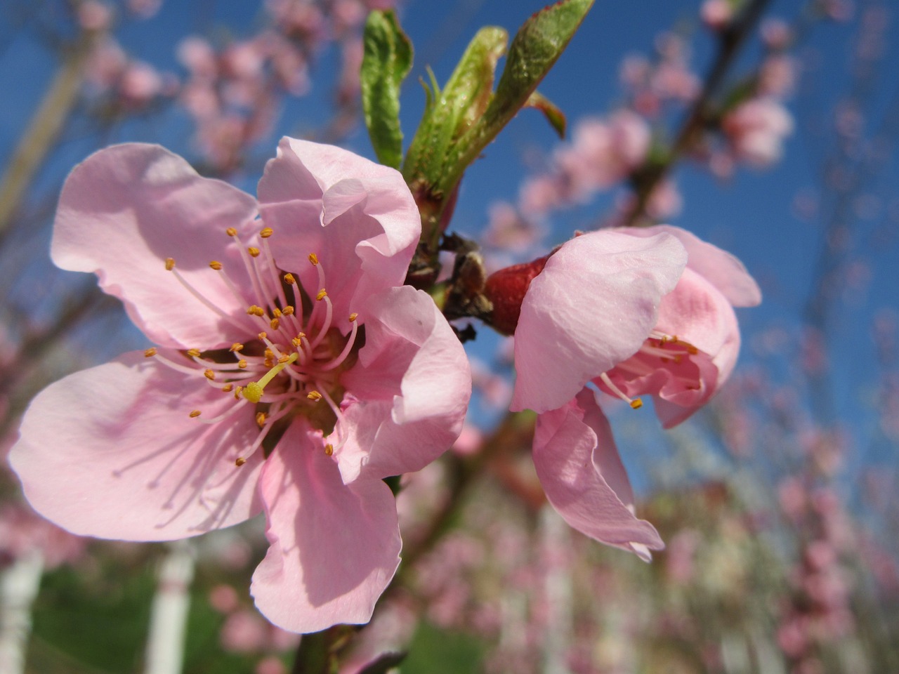 spring flower tree free photo