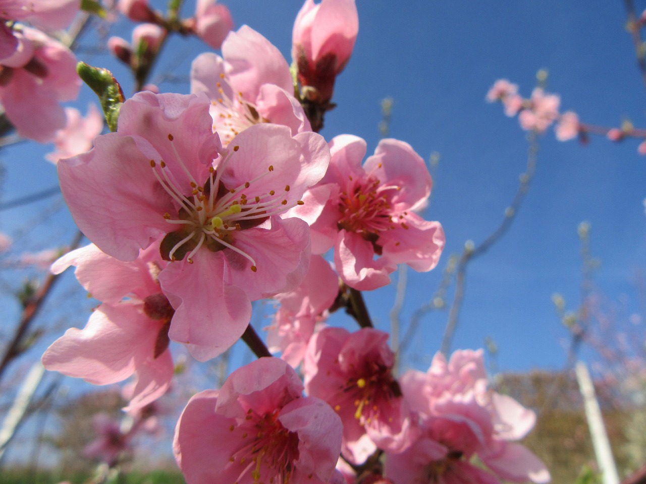 spring flower tree free photo