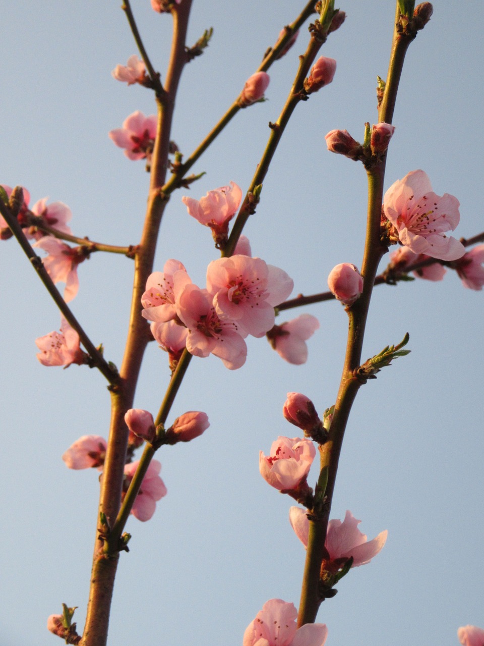 spring flower tree free photo