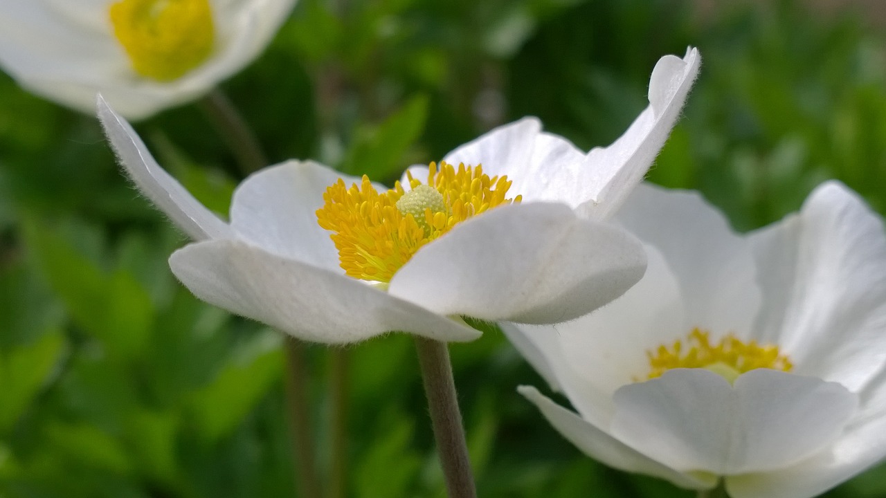 spring sunshine flower free photo