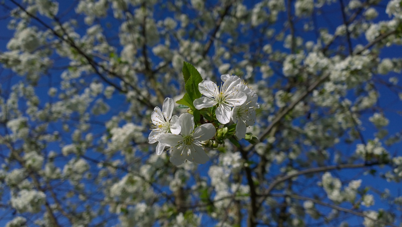 spring flower sour cherry free photo