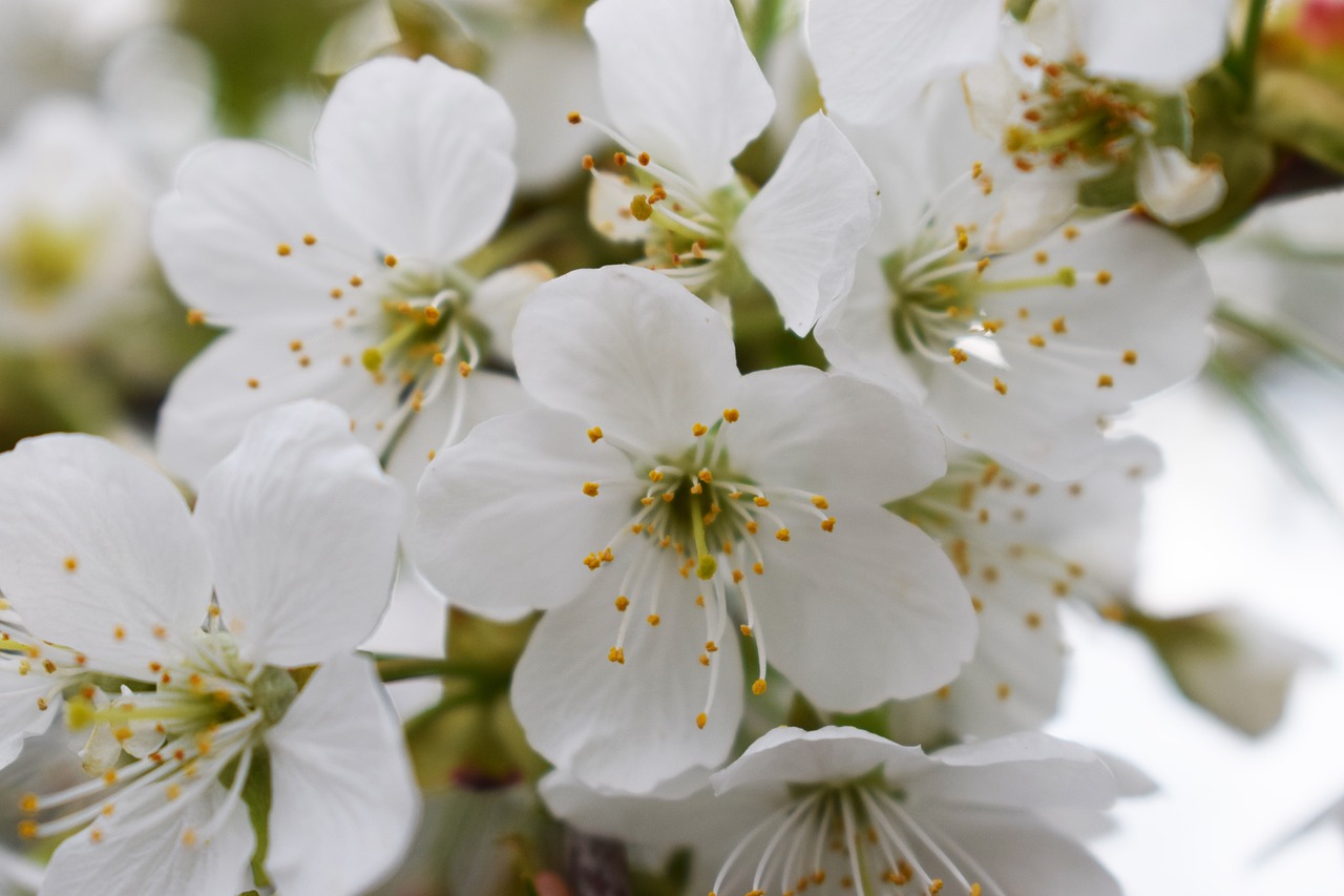 spring cherries flowers free photo