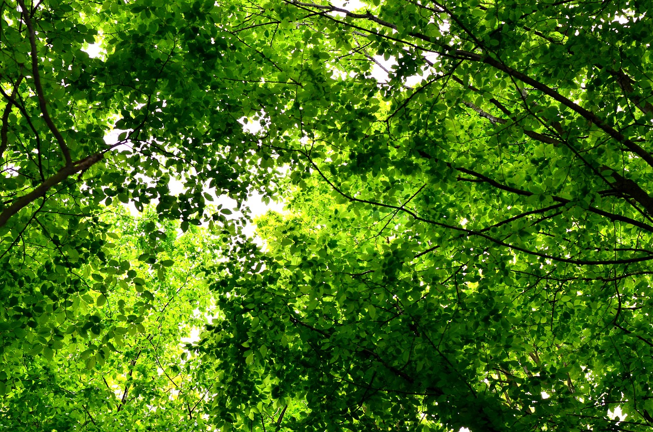 spring forest trees free photo