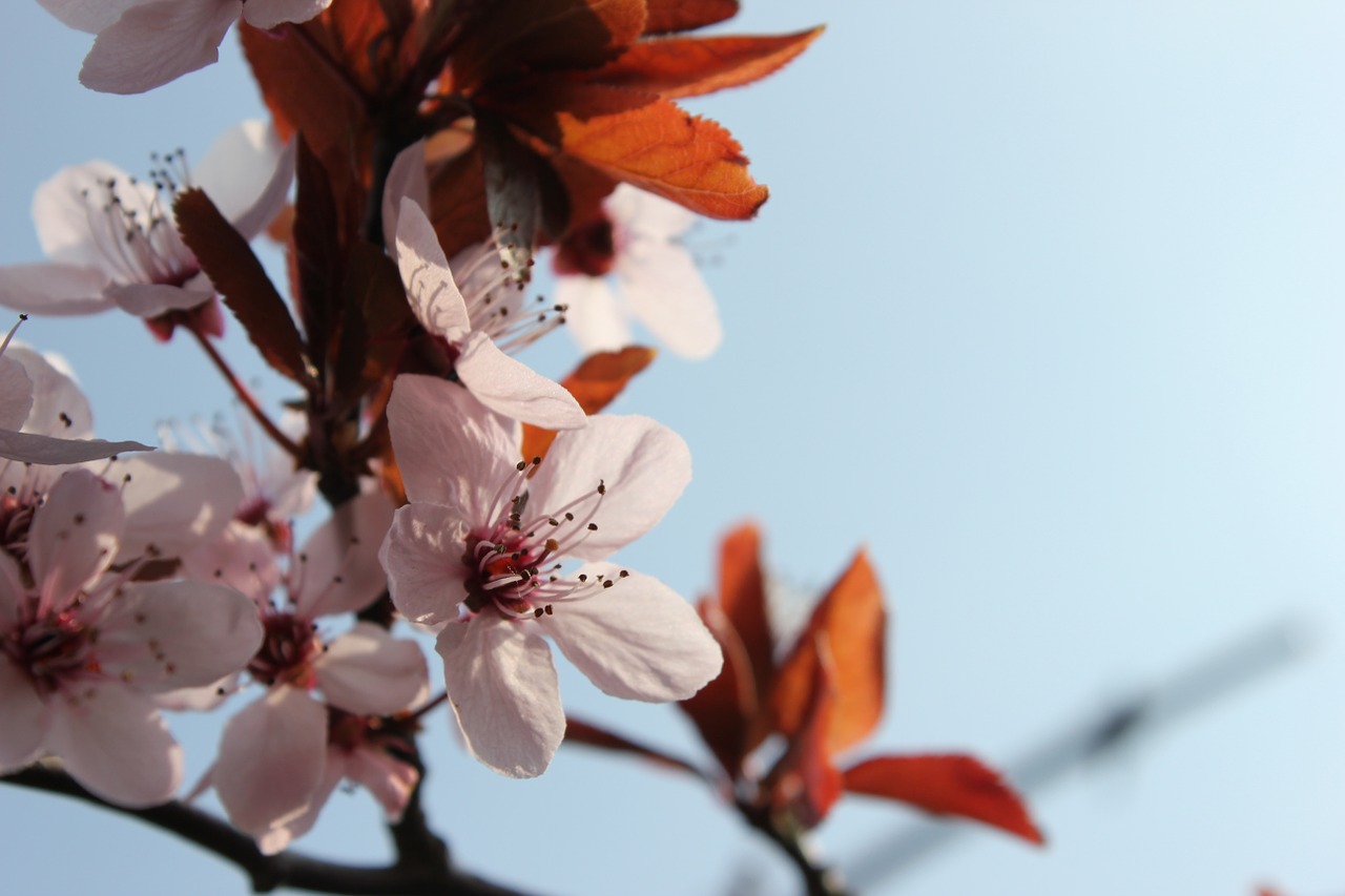 spring flowers pink free photo