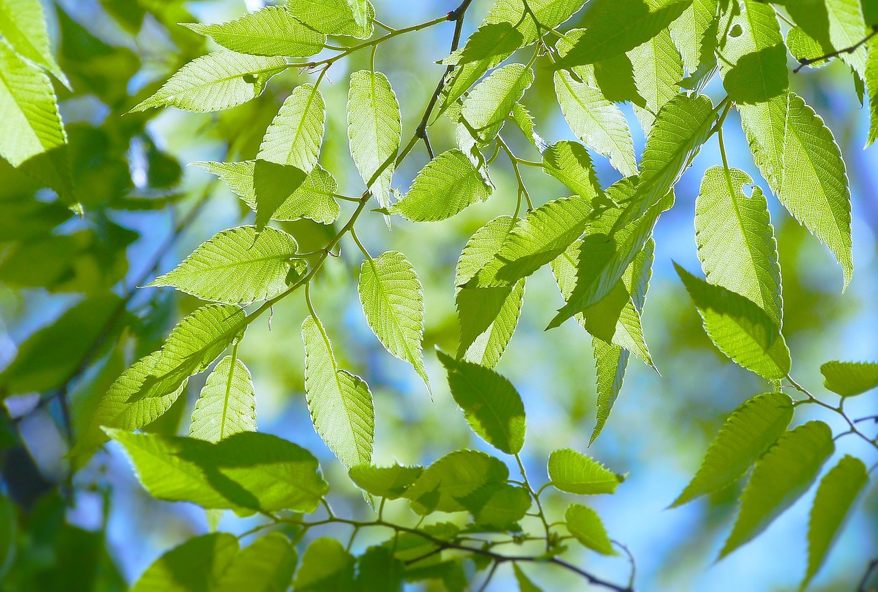 spring fresh green blue sky free photo