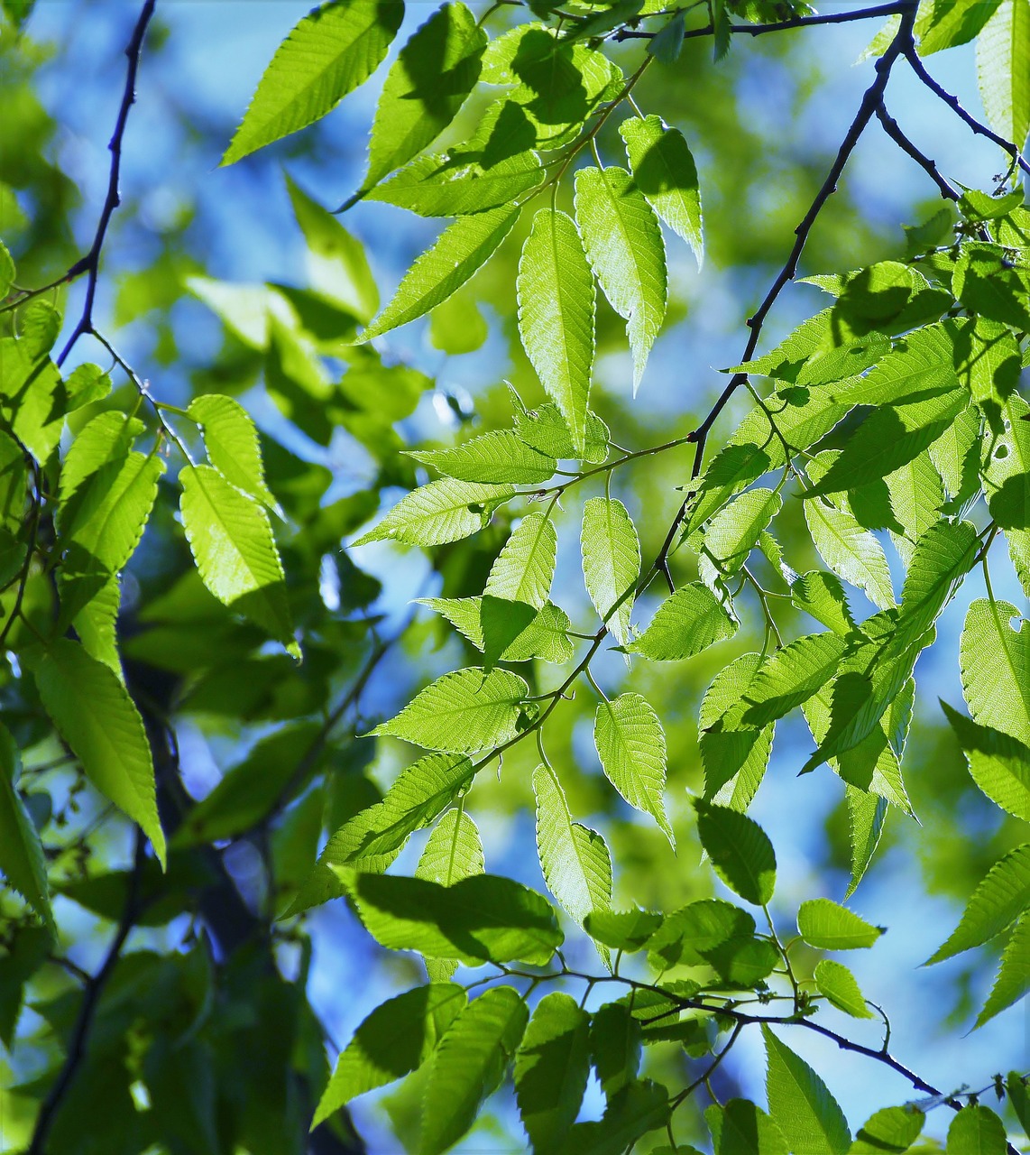 spring fresh green blue sky free photo