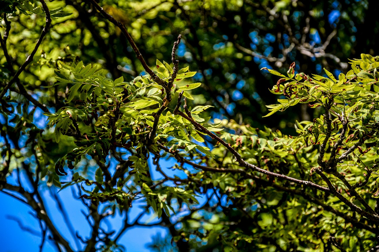 spring leaves tree free photo