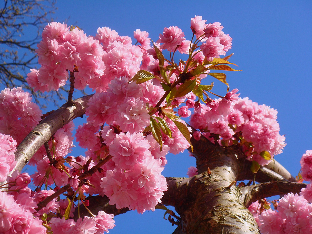 spring prunus blossom free photo