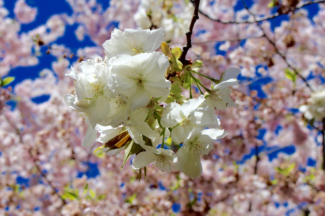 spring cherry blossom free photo