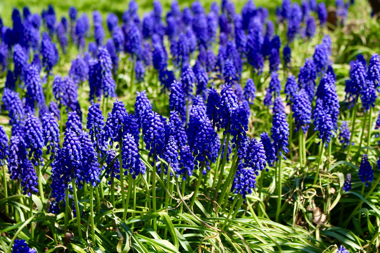 spring lilac flower free photo