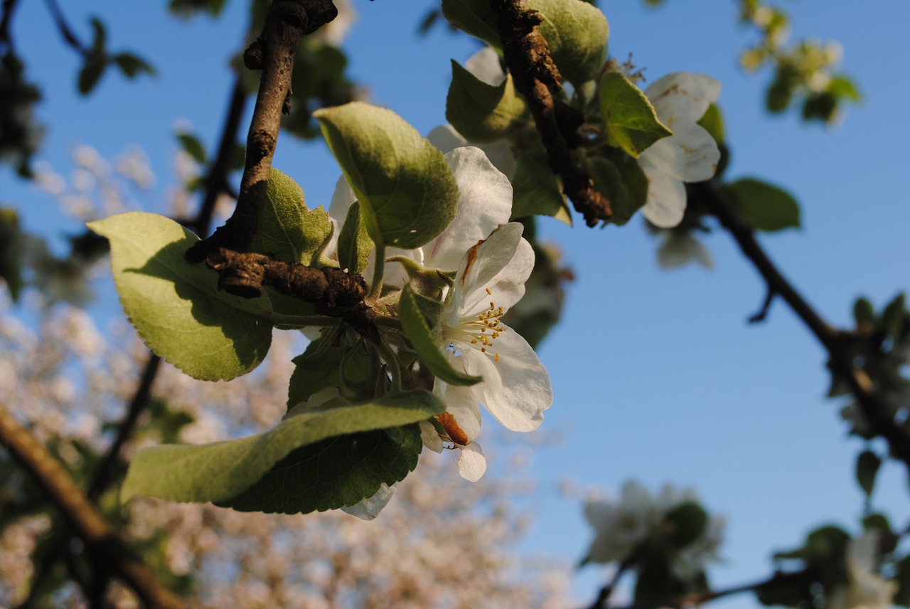 spring tree apple tree free photo