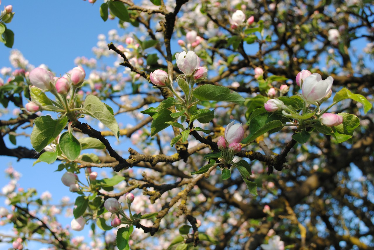 spring tree apple tree free photo