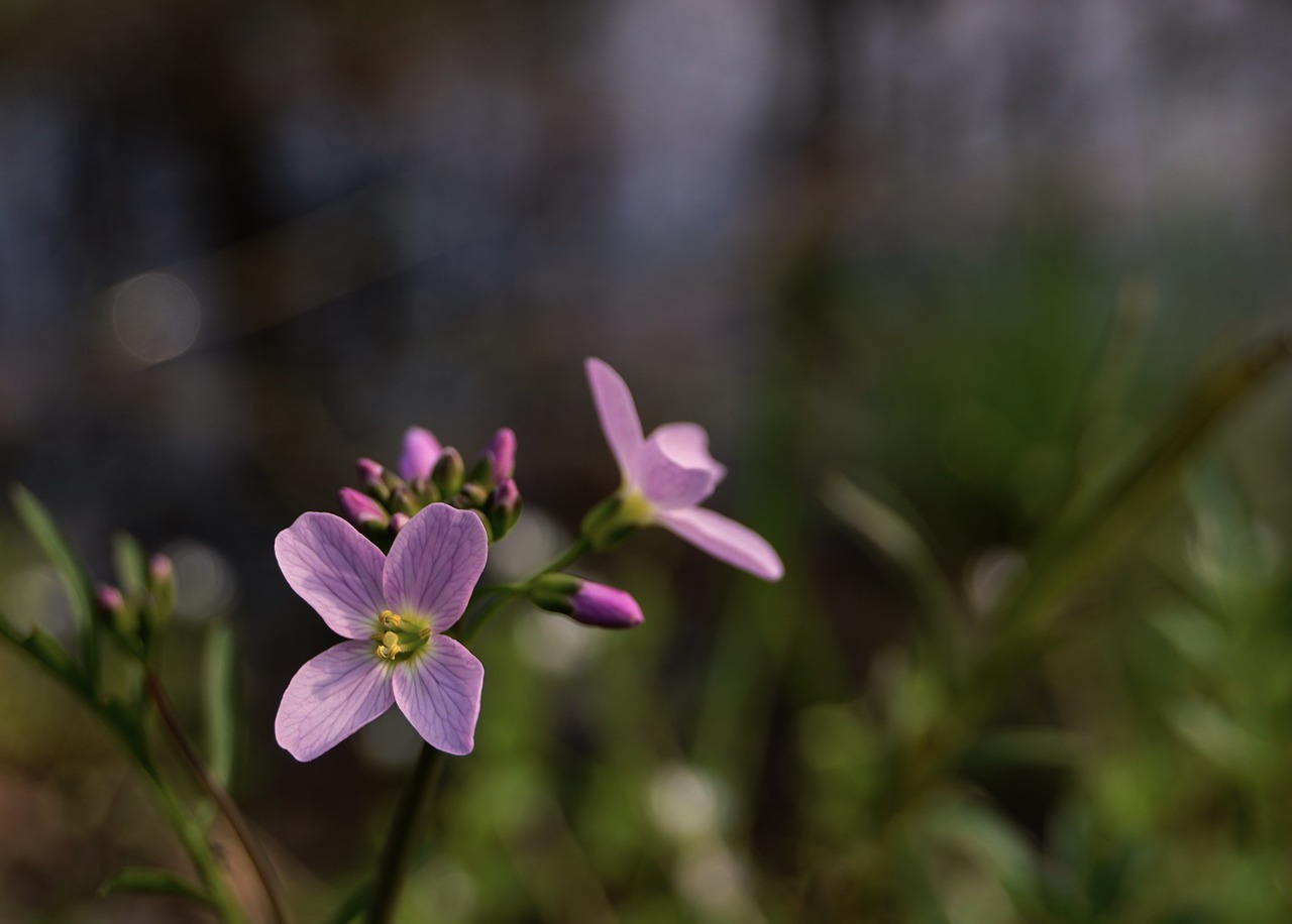 spring flower pink free photo