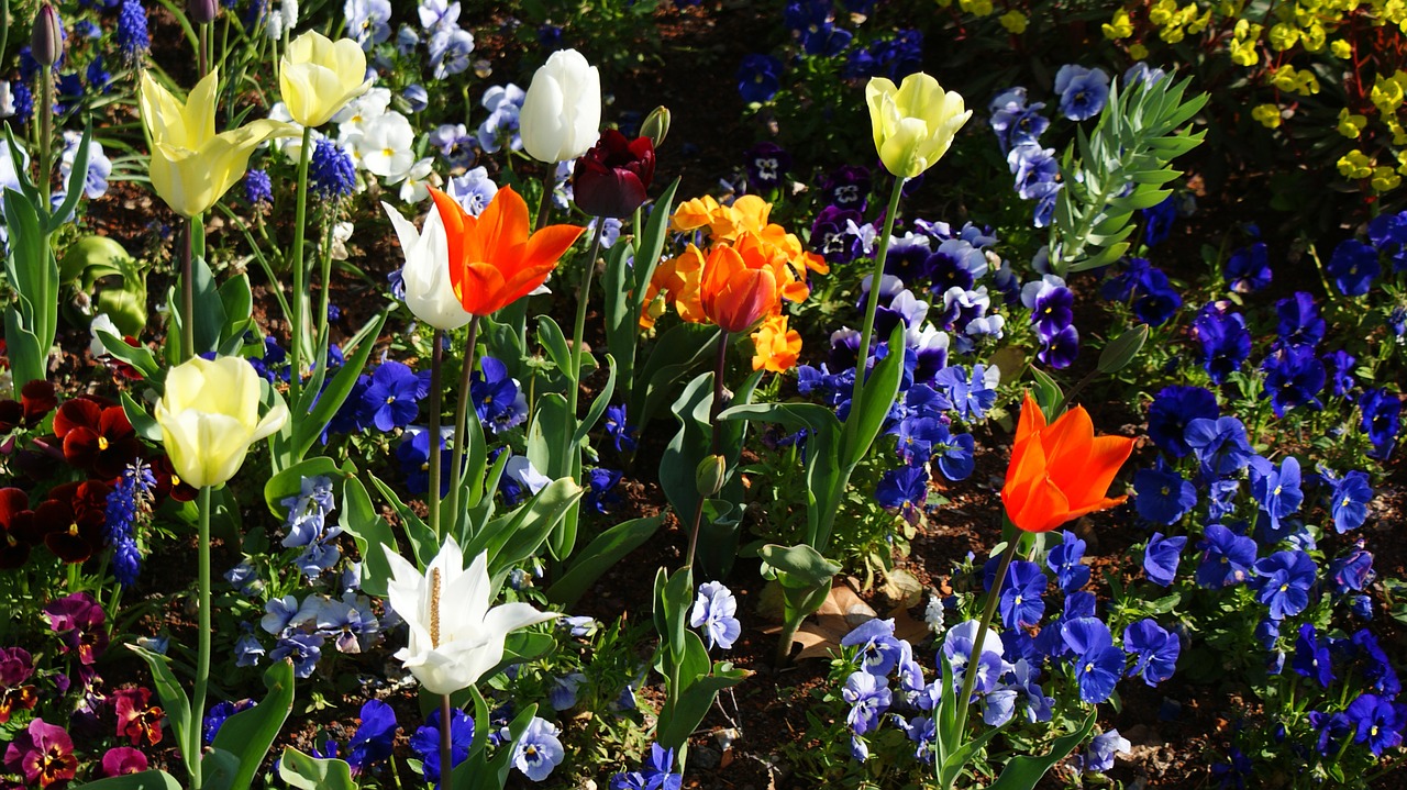 spring flowers bloom free photo