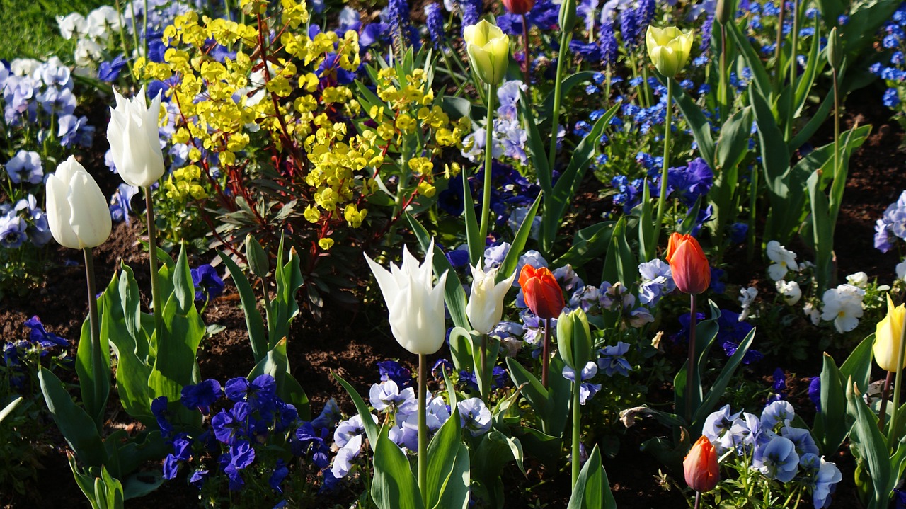 spring flowers bloom free photo